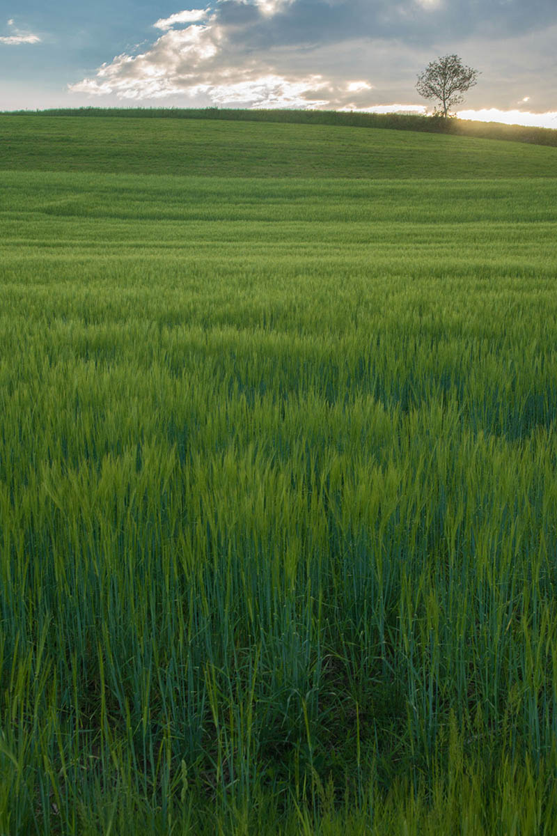 MREZNICA08 13 05 17