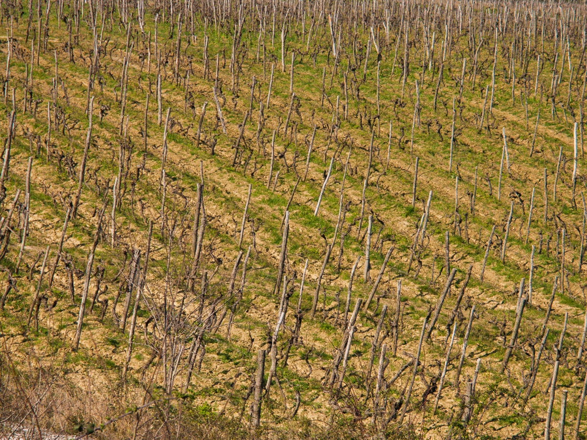 VINOGRAD03 ISTRA 12 03 14