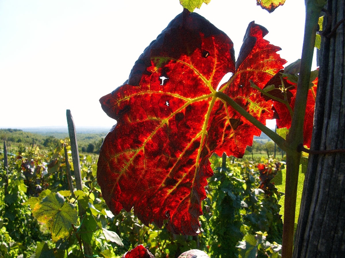 VINOGRAD3 23 09 06