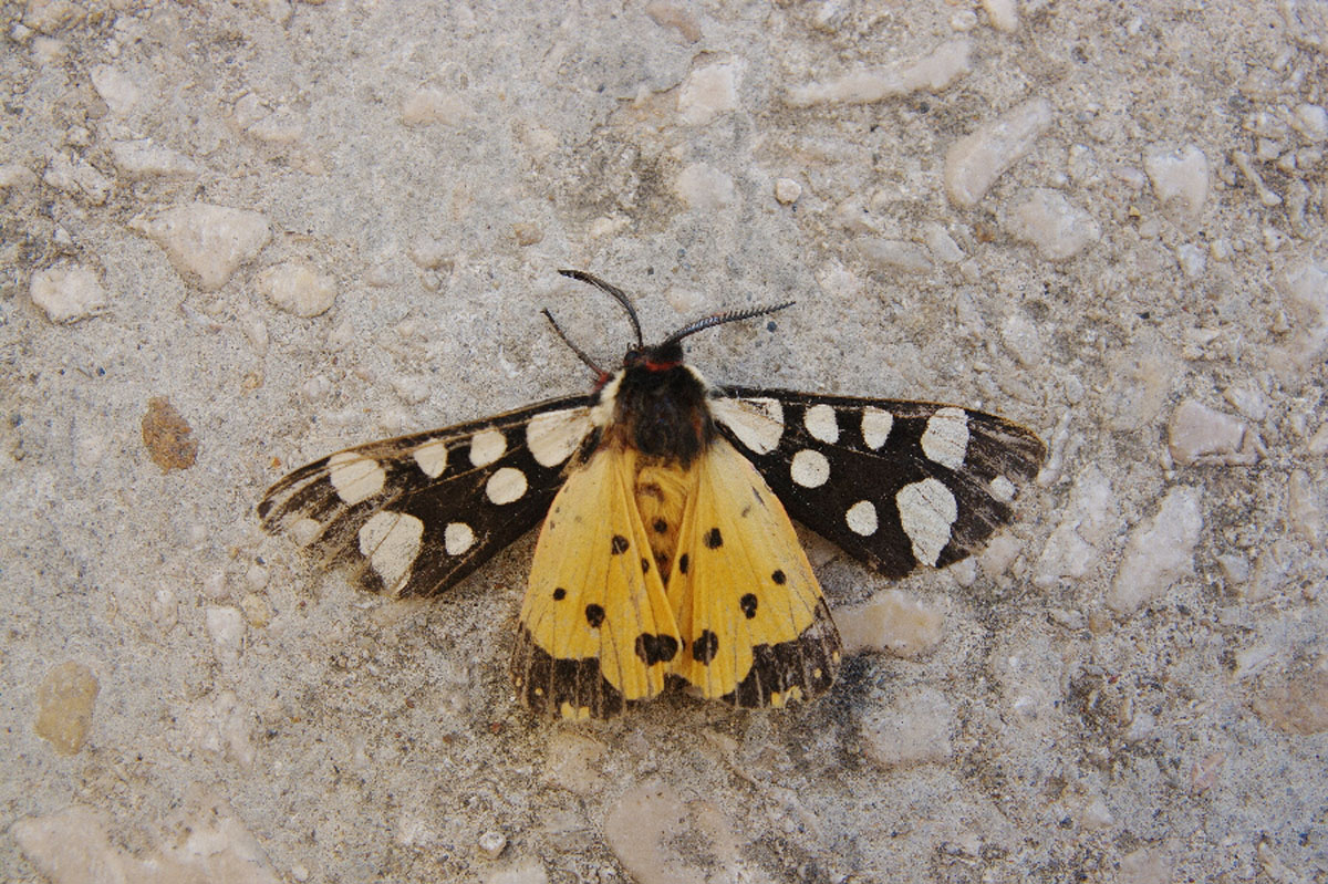 LEPTIR02 03 05 08