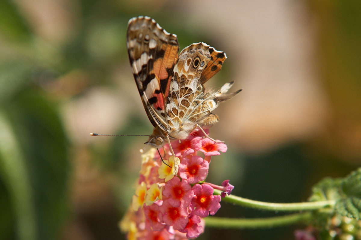 LEPTIR05 20 08 09