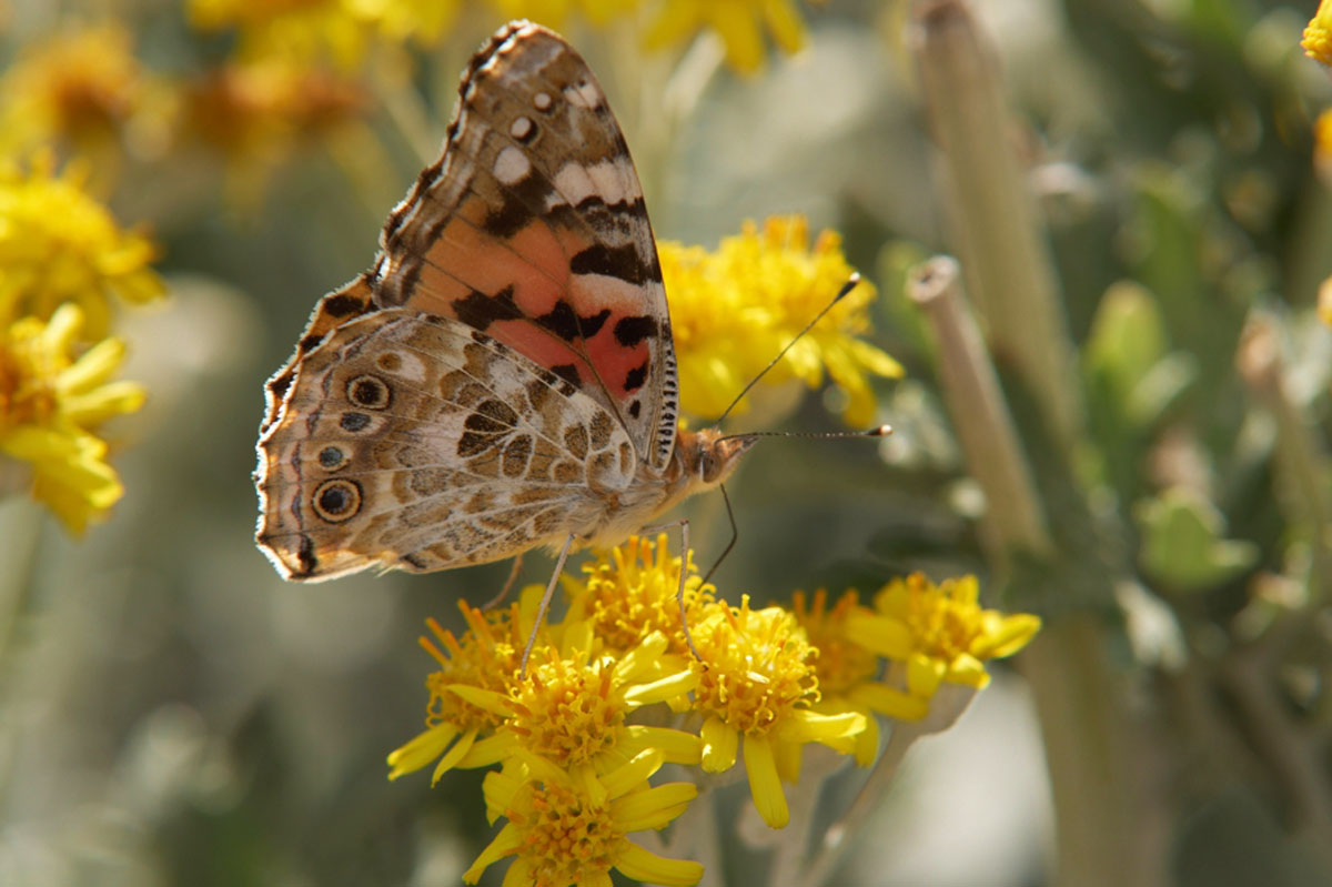 LEPTIR05 26 06 09