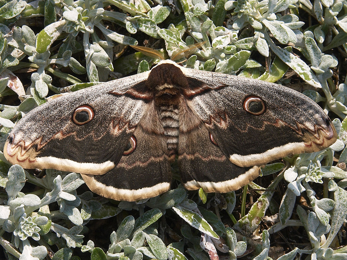LEPTIR3 15. 04 2005