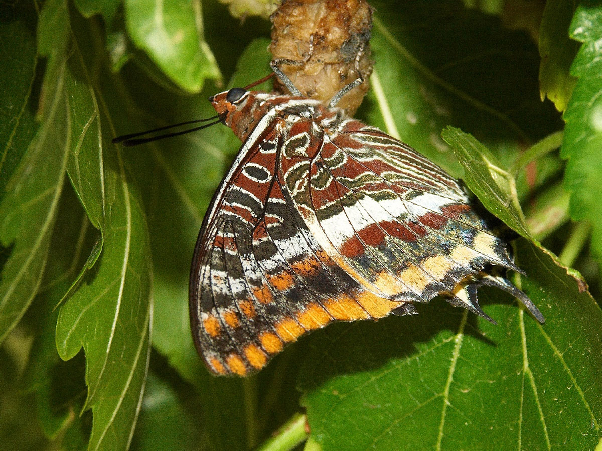 LEPTIR 07 06 07