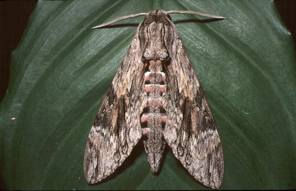 LJILJAK K22E48