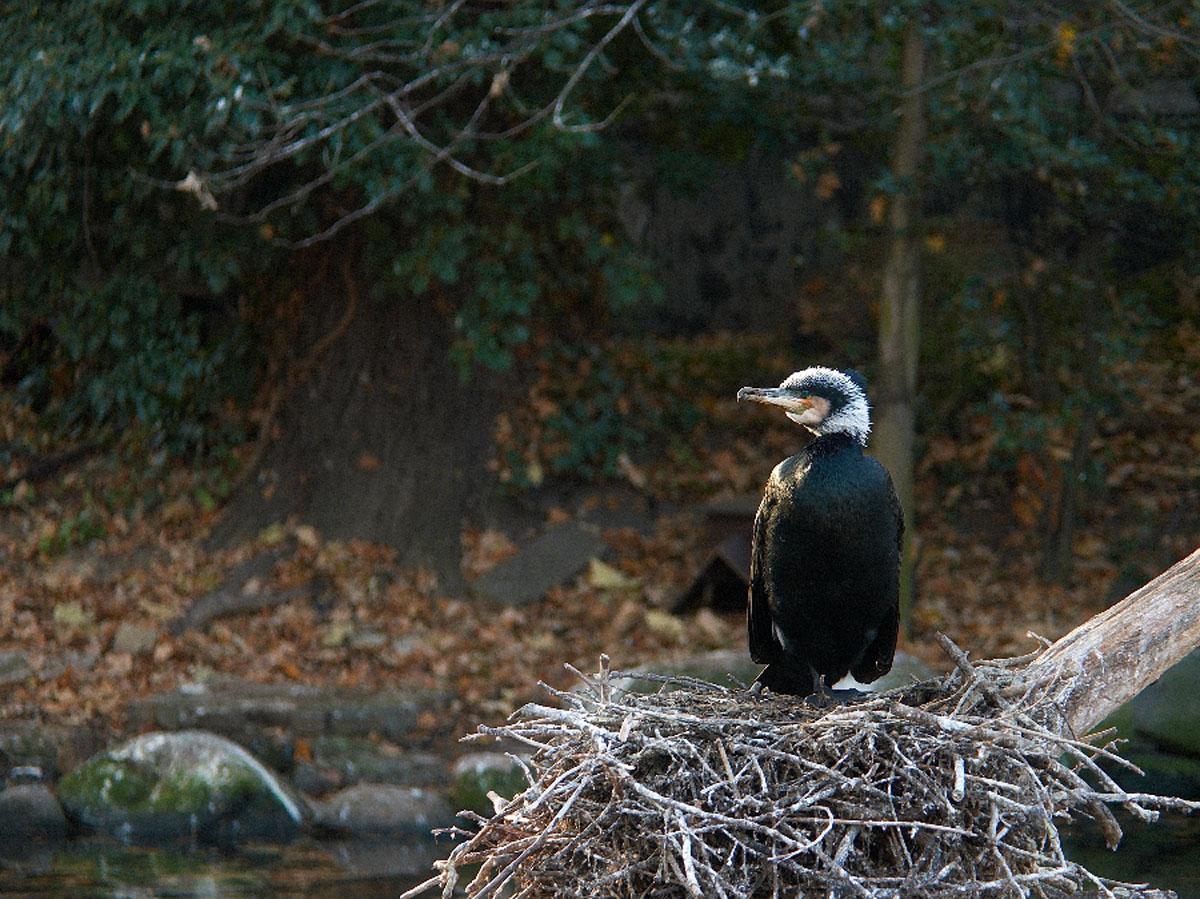 KORMORAN1 01. 12 2005