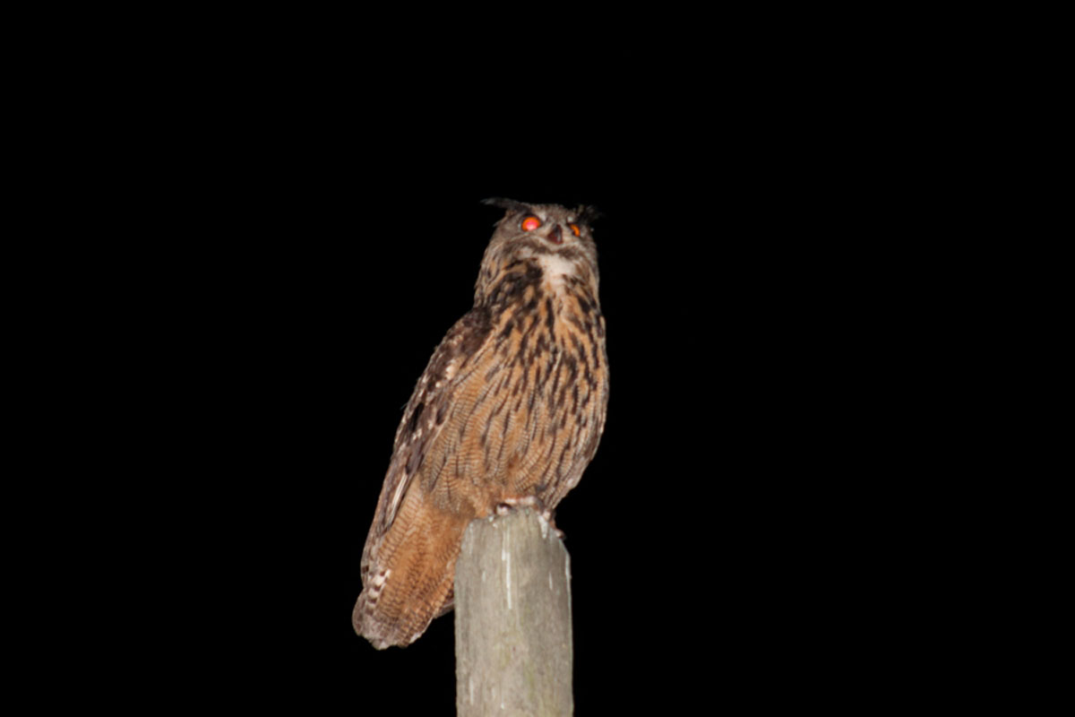 VELIKA USARA BUBO BUBO11 21 06 11