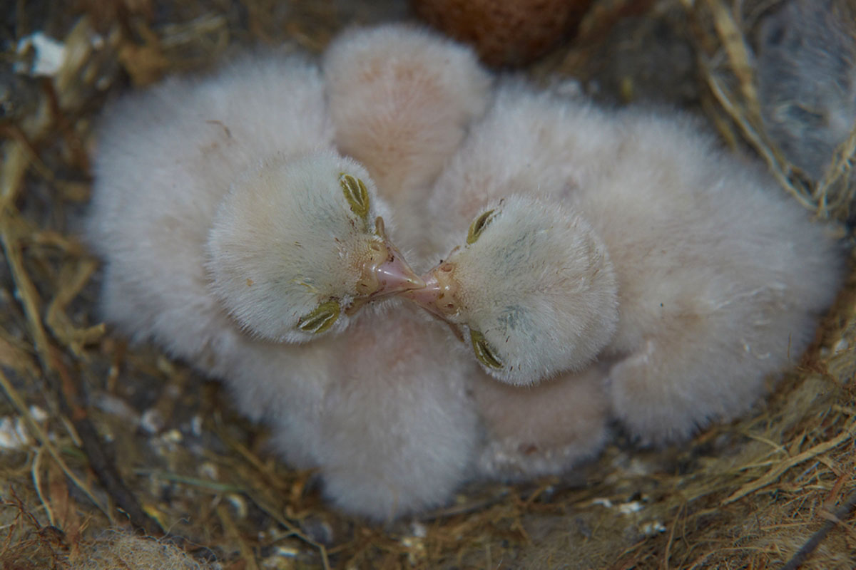 VJETRUSE   FALCO TINNUNCULUS15 11 05 10