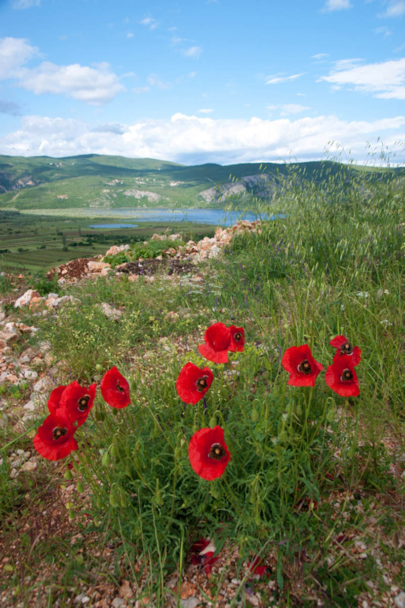 PROLOSKO BLATO36 16 05 11